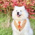 Pumpkin Spice Dog Tuxedo Bandana (Limited Edition)