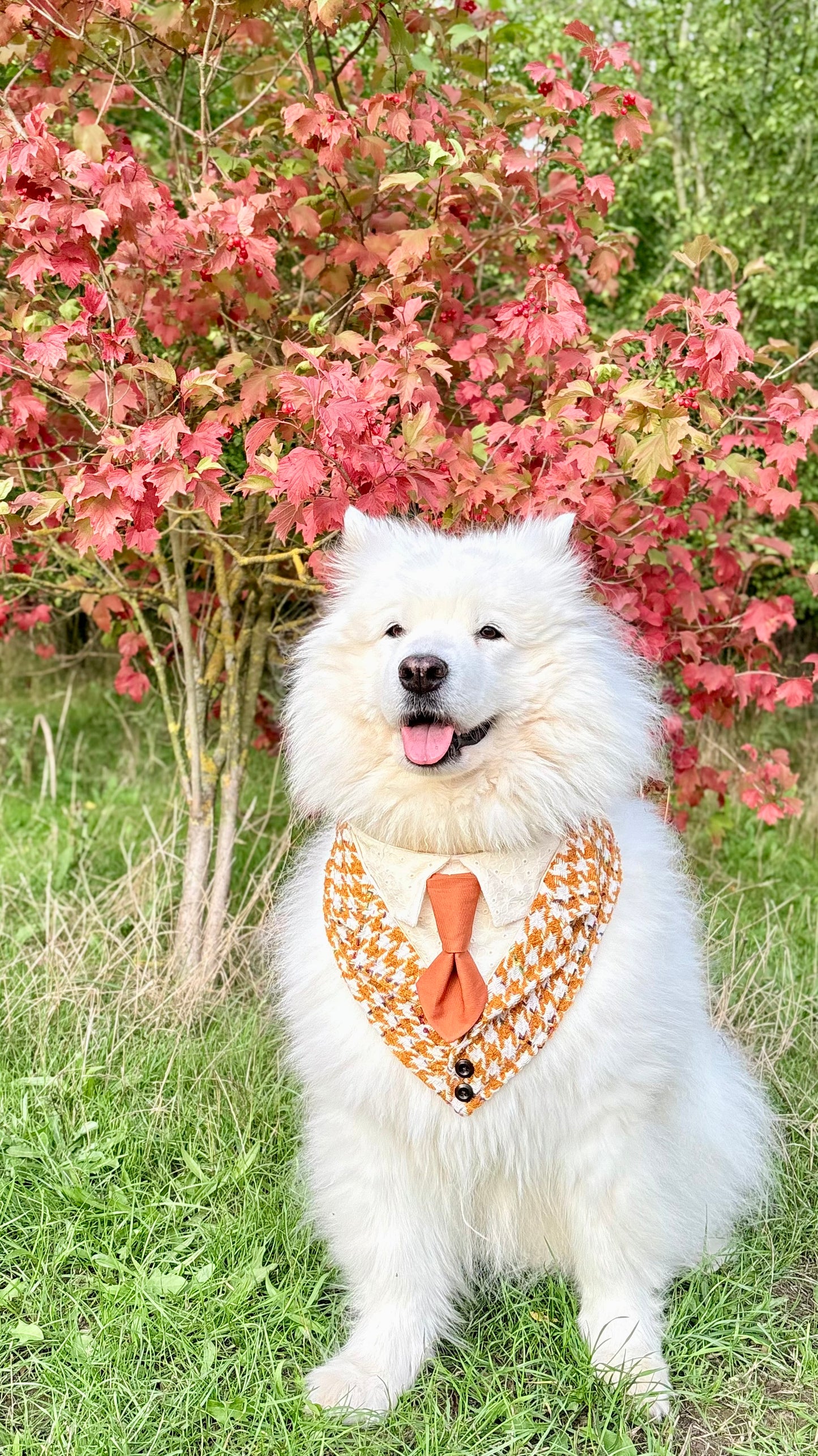 Pumpkin Spice Dog Tuxedo Bandana (Limited Edition)