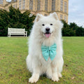 Mint Green Dog Bow for Spring and Easter: Bowtie or Sailor Bow