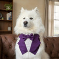 Dark Purple Wedding Dog Tuxedo Bandana: Ring Bearer Outfit, Handmade in Norfolk