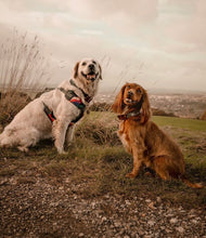Load image into Gallery viewer, Mountain and moon in forest harness bundle