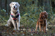 Load image into Gallery viewer, Mountain and moon in forest harness bundle