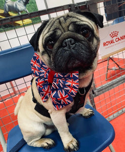 King Charles III Coronation Union Jack dog bow, Available in sailor bow and bow tie style