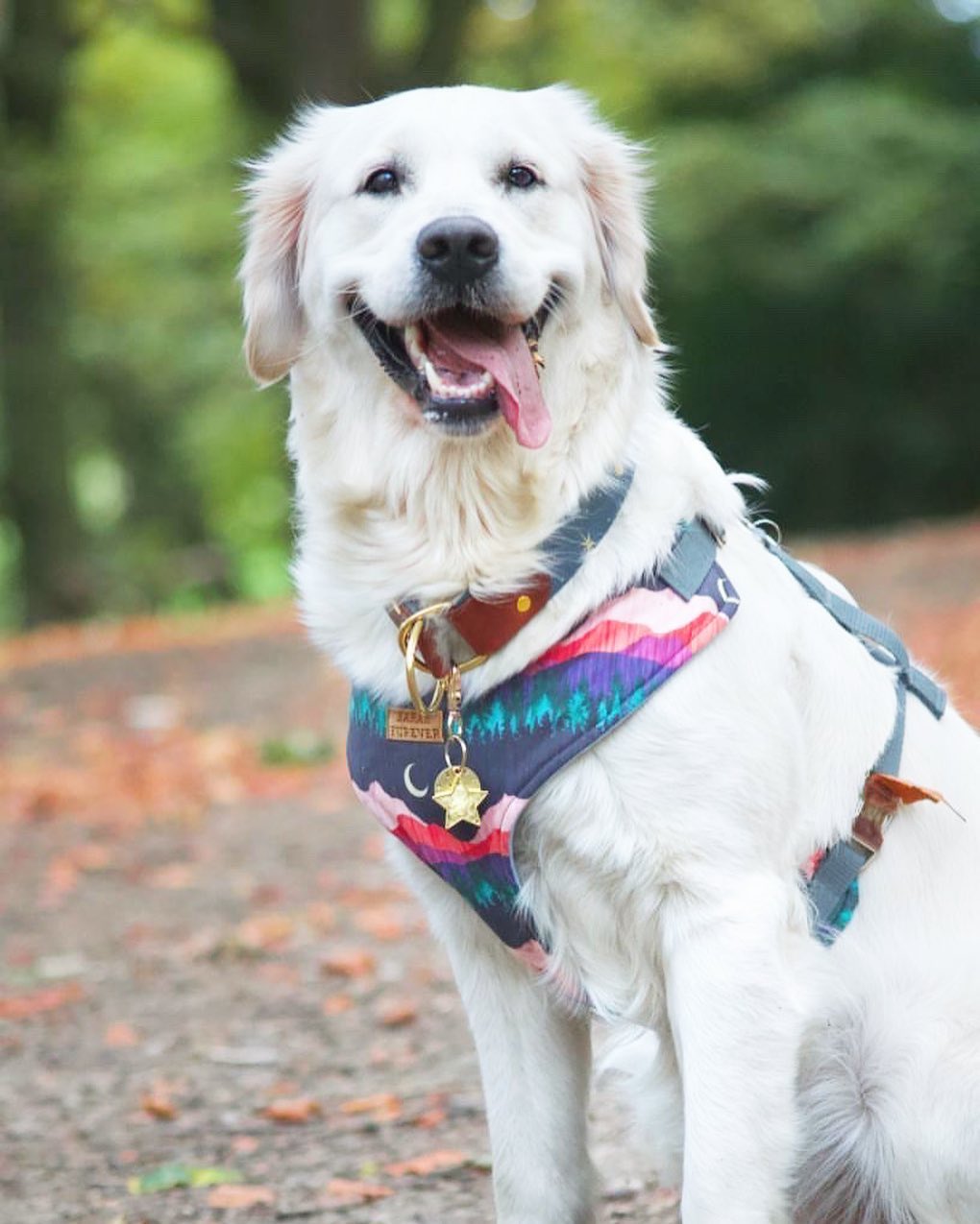 Chest Harnesses