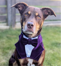 Load image into Gallery viewer, Dark Purple Velvet Dog Tuxedo Bandana