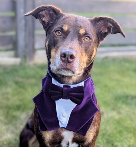 Dark Purple Velvet Dog Tuxedo Bandana