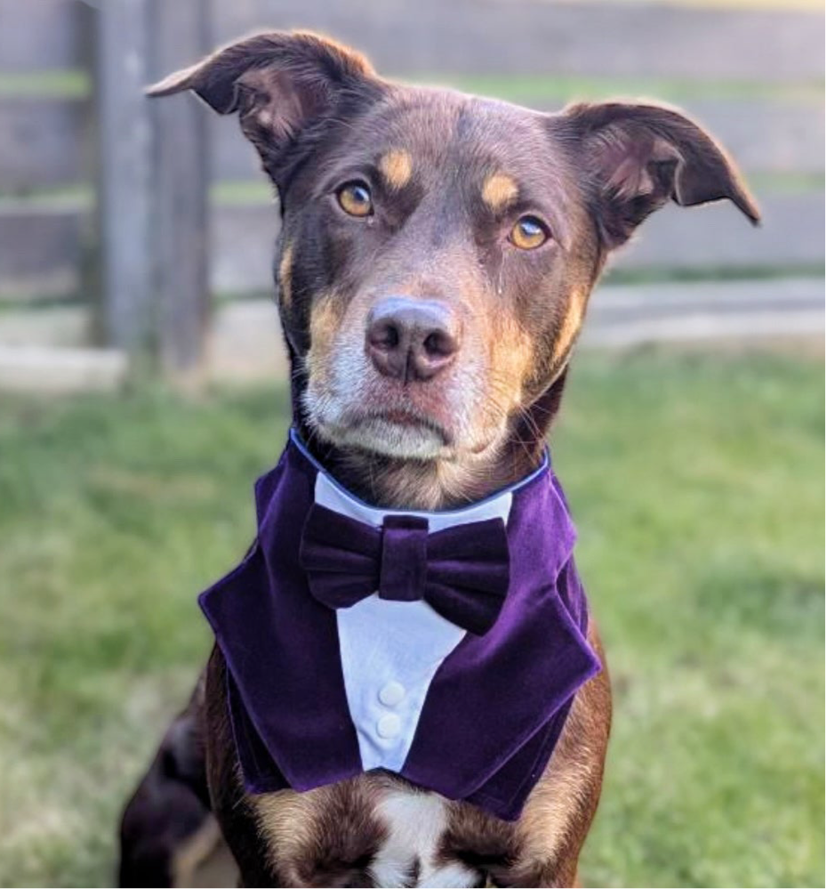 Dark Purple Velvet Dog Tuxedo Bandana