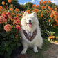 Size L Dog Tuxedo Bandana Sewing Pattern PDF, Instant Download