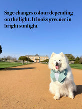 Load image into Gallery viewer, Sage Green Dog Tuxedo Bandana