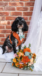 Bespoke Terracotta Dog Tuxedo Harness: Outfit for Dog Ring Bearer
