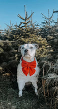 Load image into Gallery viewer, Bright red velvet bow tie/ sailor bow