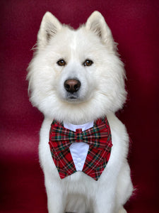Royal Stewart Tartan Dog Tuxedo Bandana