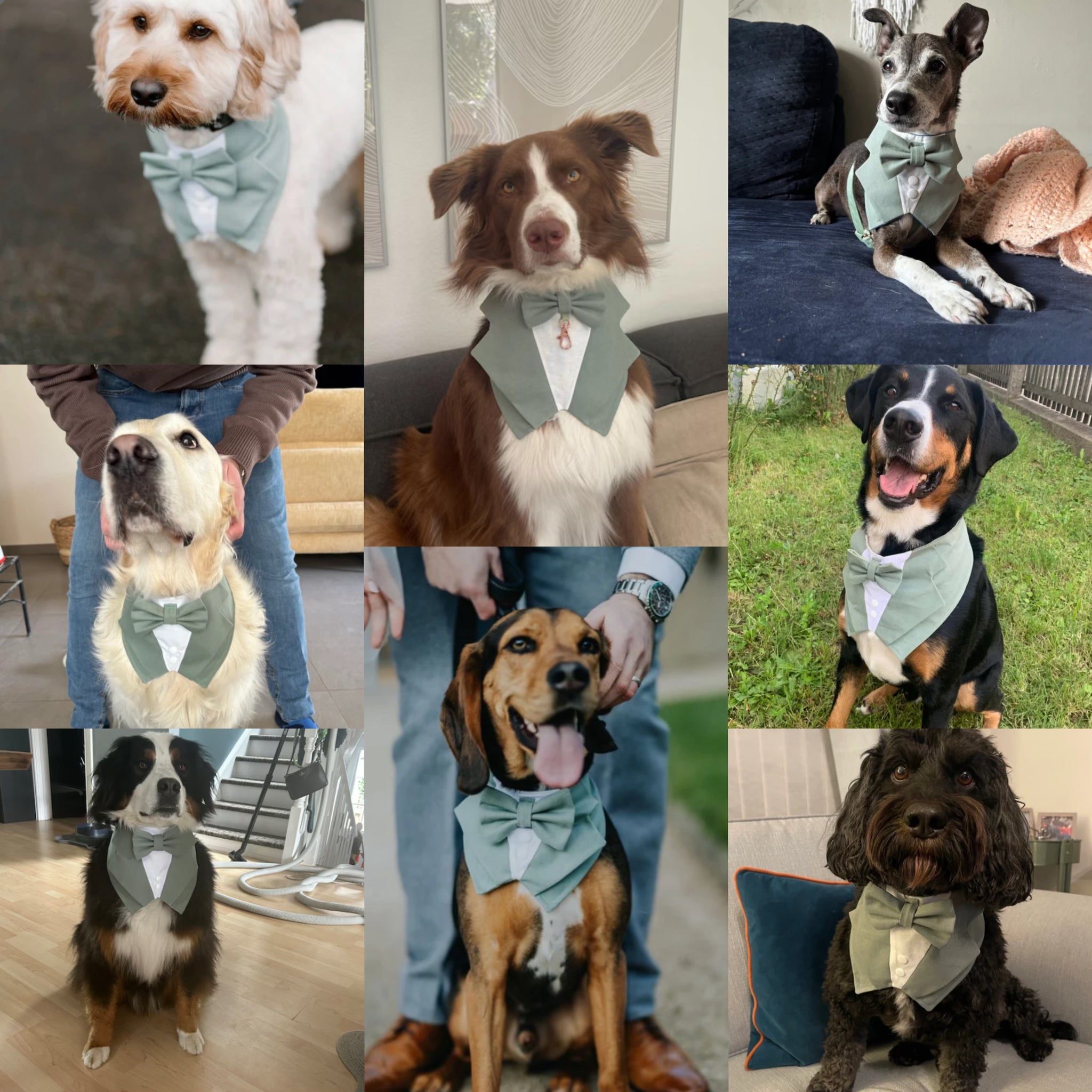Sage Green Dog Tuxedo Bandana Sarah FureverHandmade Dog Accessories Sage Green Dog Tuxedo Bandana Sarah FureverHandmade Dog Accessories