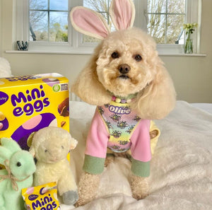 Easter Dream Eggs Adjustable Dog Harness