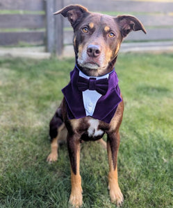 Dark Purple Velvet Dog Tuxedo Bandana