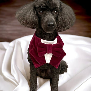 Burgundy Red Velvet Dog Tuxedo Bandana