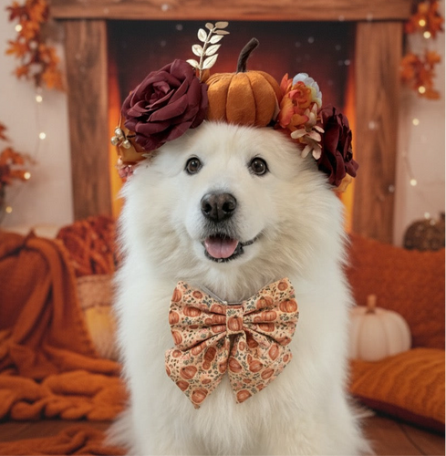 Boho Pumpkin Patch Dog Bow – Available in Bow Tie and Sailor Bow