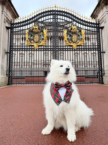 Christmas Red and Green Plaid Dog Tuxedo