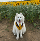 Size L Dog Tuxedo Bandana Sewing Pattern PDF, Instant Download