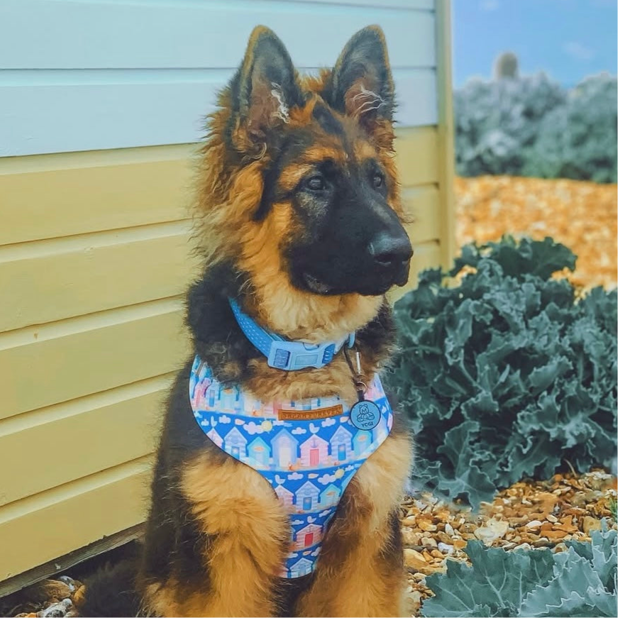 Chest Harnesses – Sarah Furever丨Handmade Dog Accessories