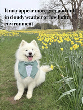 Load image into Gallery viewer, Sage Green Dog Tuxedo Bandana