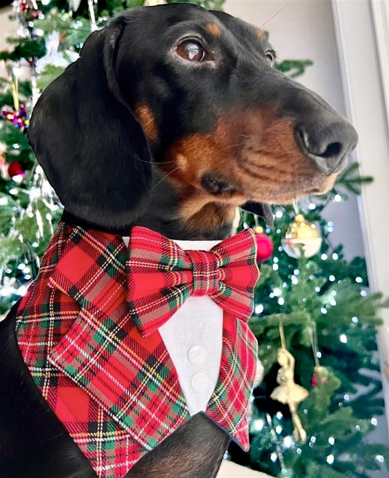 Royal Stewart Tartan Dog Tuxedo Bandana