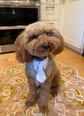 Size 2XL Dog Tuxedo Bandana Sewing Pattern PDF, Instant Download