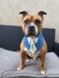 Size 2XL Dog Tuxedo Bandana Sewing Pattern PDF, Instant Download