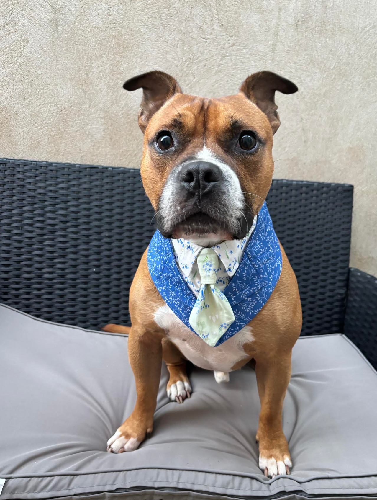 Size 2XL Dog Tuxedo Bandana Sewing Pattern PDF, Instant Download