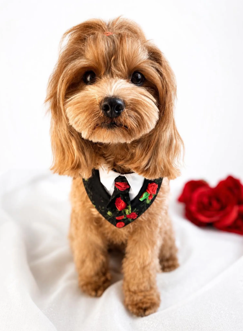 Size 2XL Dog Tuxedo Bandana Sewing Pattern PDF, Instant Download