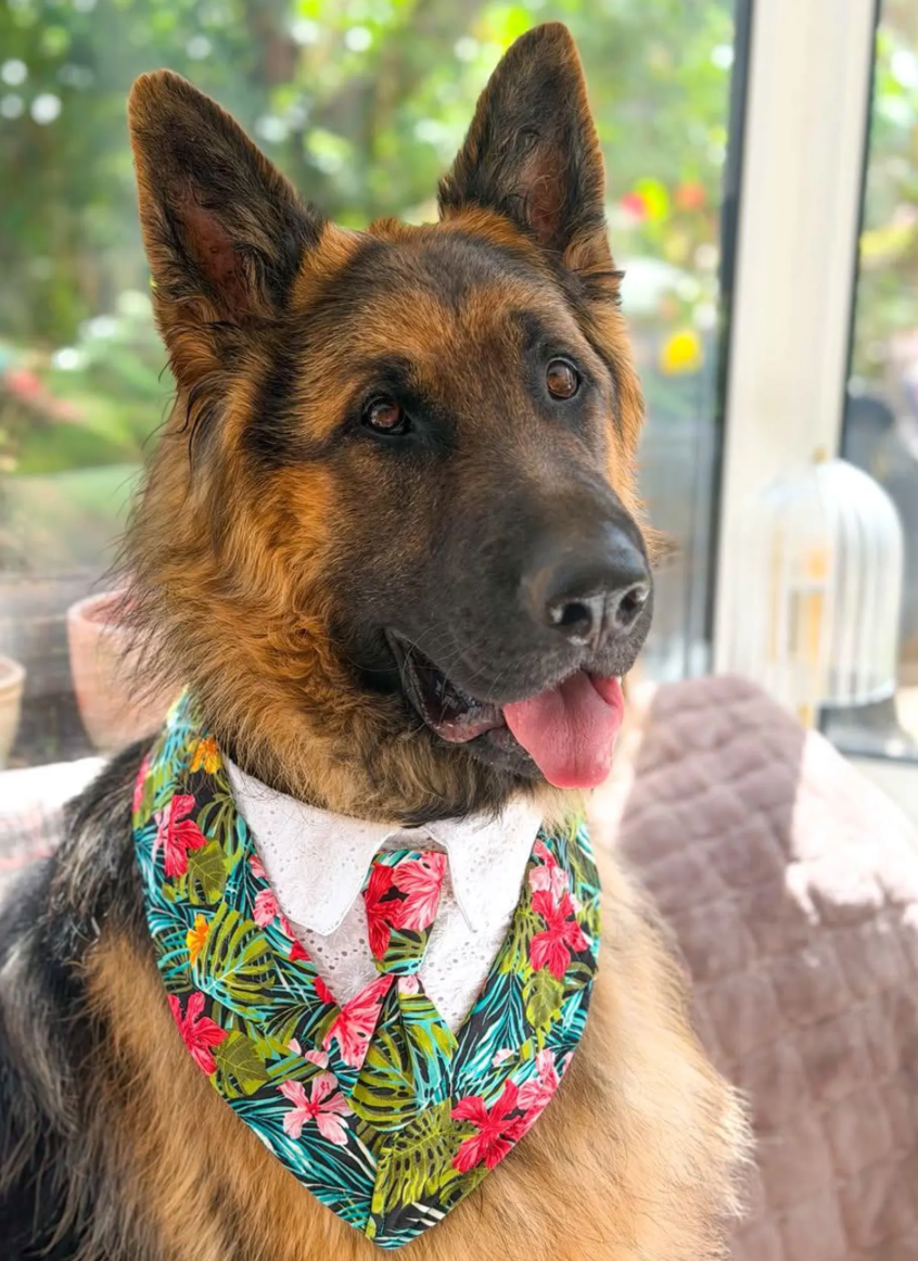 Size 2XL Dog Tuxedo Bandana Sewing Pattern PDF, Instant Download