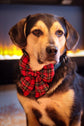 Christmas tartan dog sailor bow