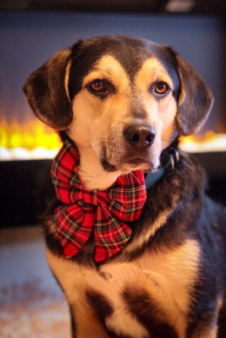 Christmas tartan dog sailor bow