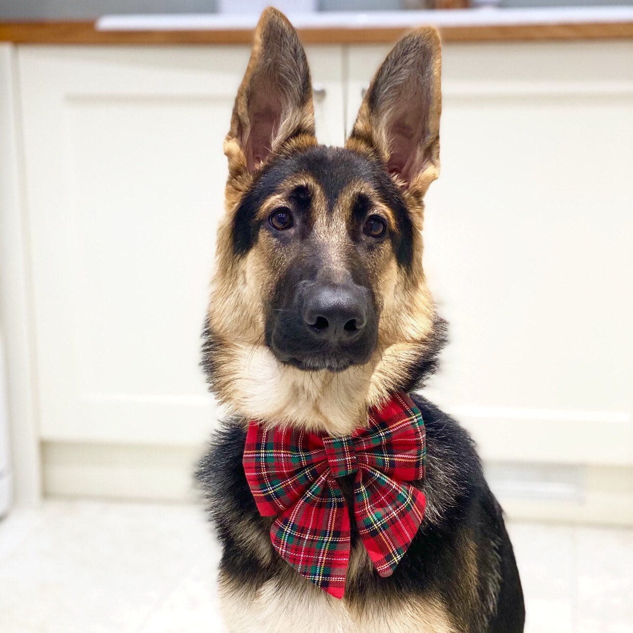Christmas tartan dog sailor bow