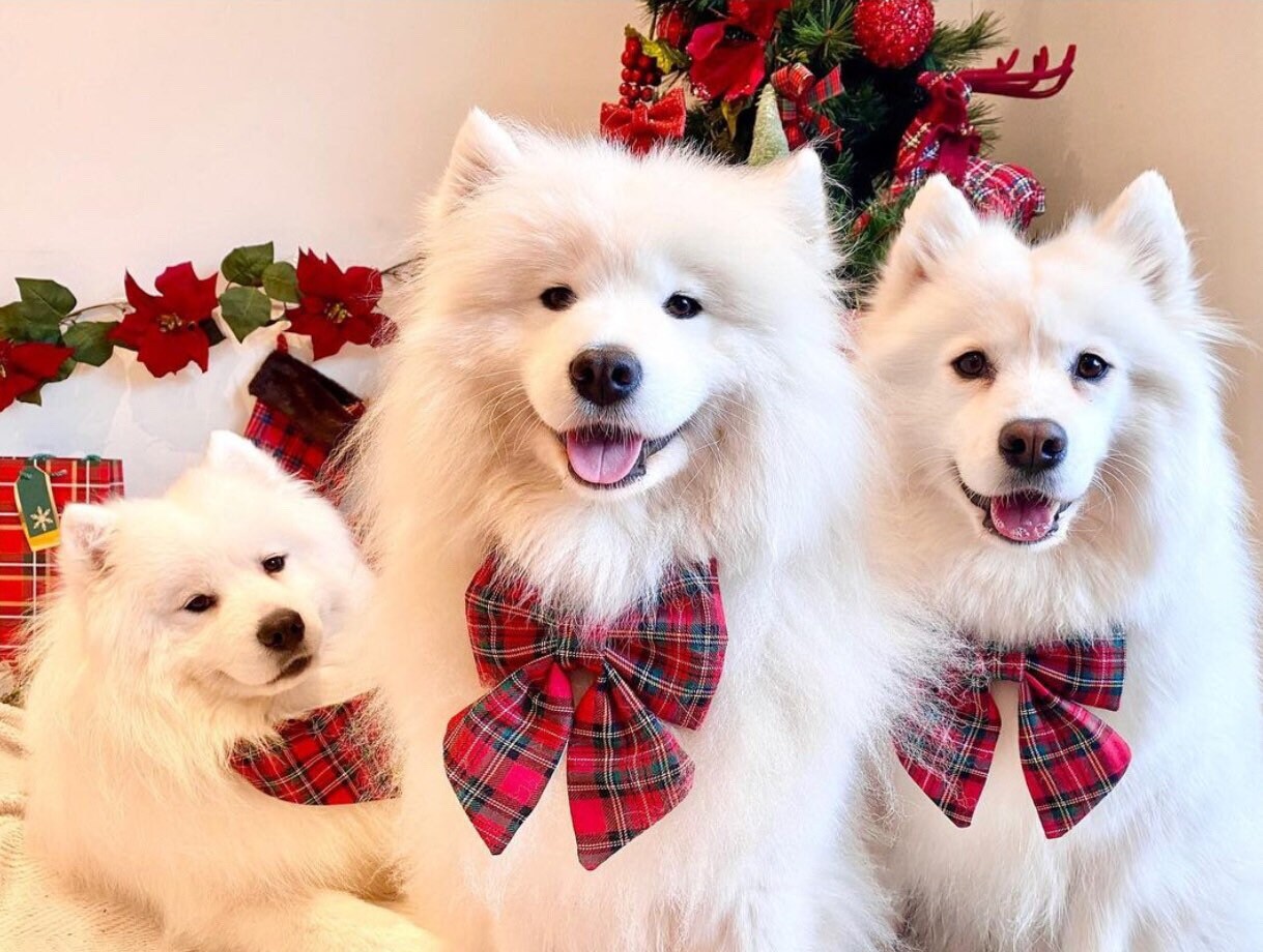 Christmas tartan dog sailor bow