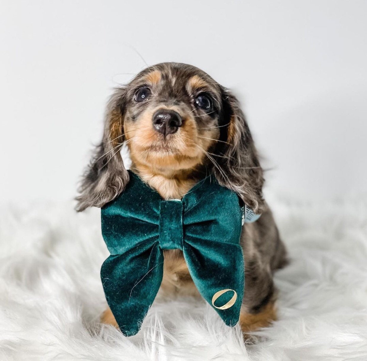Dark Green Velvet Dog Bow Tie or Sailor Bow: Handmade Pet Collar Accessory