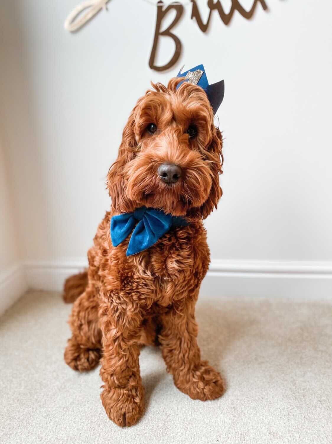 Marine blue velvet dog bow – Available in sailor bow and bowtie(no tails) perfect for wedding, birthday, engagement party