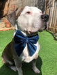 Sky blue velvet dog sailor bow – perfect for wedding, birthday, engagement party – handmade in the UK