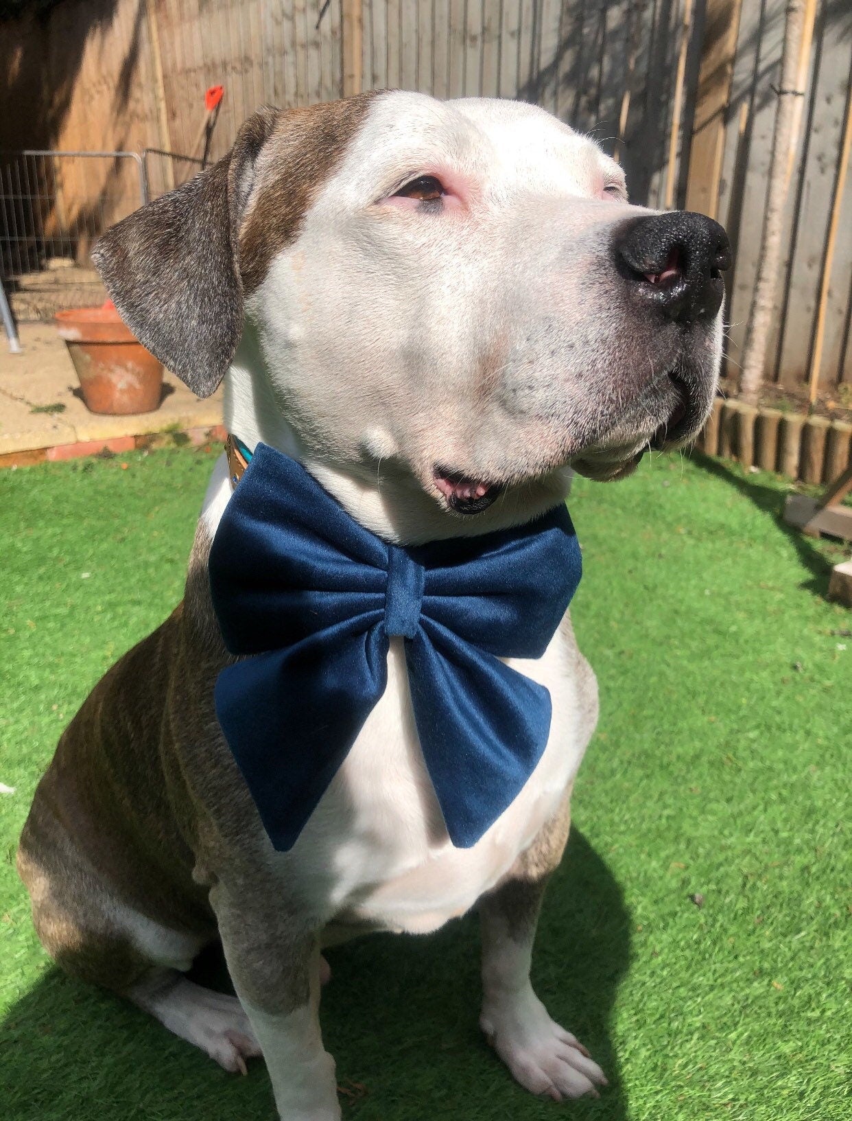 Sky blue velvet dog sailor bow – perfect for wedding, birthday, engagement party – handmade in the UK