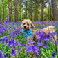 Sky blue velvet dog sailor bow – perfect for wedding, birthday, engagement party – handmade in the UK