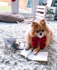 Burgundy Red Velvet Dog Bow – Sailor Bow or Bow Tie