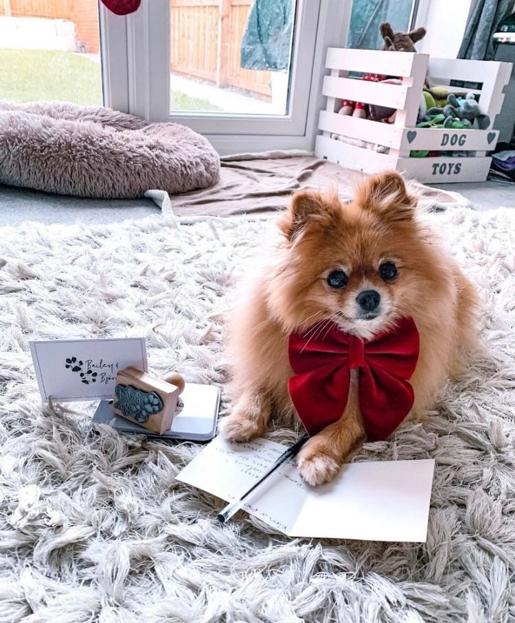 Burgundy Red Velvet Dog Bow – Sailor Bow or Bow Tie