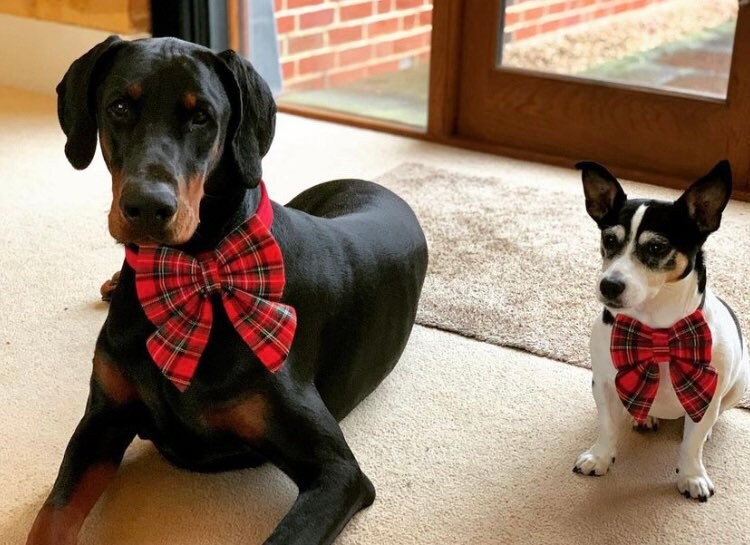 Christmas tartan dog sailor bow