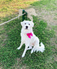 Cerise Silk Satin Dog Bow, Available in Bow Tie and Sailor Bow