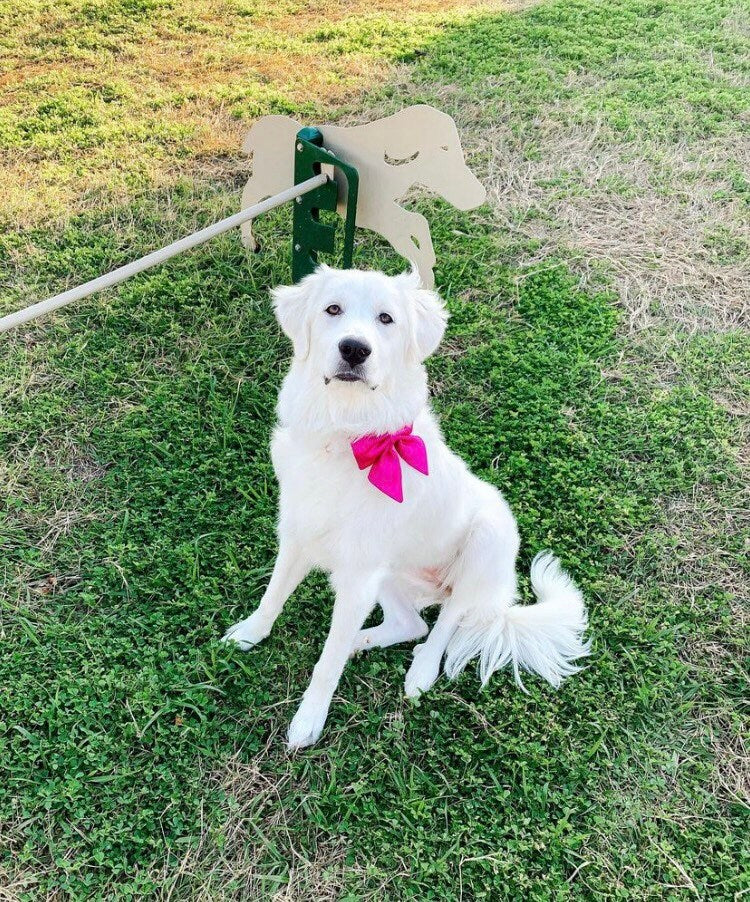 Cerise Silk Satin Dog Bow, Available in Bow Tie and Sailor Bow