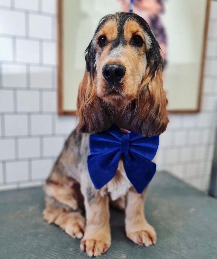 Royal blue Velvet dog bow, available in sailor bow and bow tie style, perfect pet bow for Christmas, New Year, Wedding