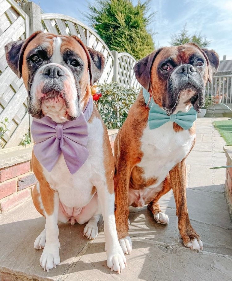 Light Purple / Lavender Velvet Dog Bow – Available in Sailor Bow and Bow Tie – Optional to Add Matching Purple Pet Collar