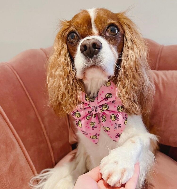 Valentine's day dog bow – Available in sailor bow and bow tie style– Optional to upgrade with matching dog collar