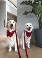 Burgundy Red Velvet Dog Bow – Sailor Bow or Bow Tie