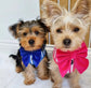 Royal blue Velvet dog bow, available in sailor bow and bow tie style, perfect pet bow for Christmas, New Year, Wedding